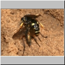 Crabro scutellatus - Grabwespe w04a 9mm mit Fliege - Sandgrube Niedringhaussee.jpg